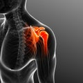 Medical illustration of shoulder joint Royalty Free Stock Photo