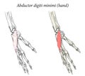 Medical illustration of the superficial muscle of the hand