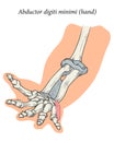 Medical illustration of the superficial muscle of the hand
