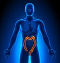 Medical Imaging - Male Organs - Colon Royalty Free Stock Photo