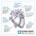 Medical Internal Organ Concept