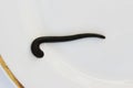 medical leech Hirudo medicinalis on a white plate. Royalty Free Stock Photo