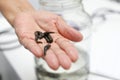 Medical leeches in the hand of a hirudotherapist Royalty Free Stock Photo