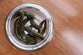 Medical leeches therapy. Hirudo medicinalis in a container with water Royalty Free Stock Photo