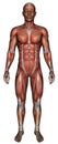 Medical Male Muscle Map Isolated