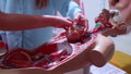 Medical mannequin. Close-up of a plastic mock-up of the heart and cardiovascular system.