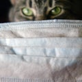 Medical Mask And Evil Eyes Of A Cat On A Black Blurred Background, Selective Focus On A Protective Mask