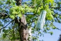 Medical mask in a park on a flowering apple tree. Seasonal Allergy. End of the epidemic, Coronavirus COVID 19. Spring time Royalty Free Stock Photo