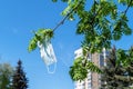 Medical mask in a park on a flowering apple tree. Seasonal Allergy. End of the epidemic, Coronavirus COVID 19. Spring time Royalty Free Stock Photo