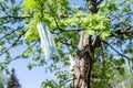 Medical mask in a park on a flowering apple tree. Seasonal Allergy. End of the epidemic, Coronavirus COVID 19. Spring time Royalty Free Stock Photo