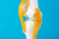 Medical mockup of the knee joint on a blue background, close-up. Concept of knee treatment with arthroscopic surgery