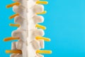 Medical mockup of the thoracic spine on a blue background. Concept of thoracic diseases: osteochondrosis and