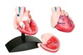 Medical model of heart