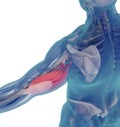 Medical muscle illustration of the triceps. 3d illustration