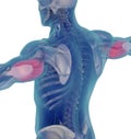 Medical muscle illustration of the triceps. 3d illustration