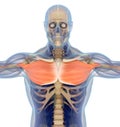 Medical muscle illustration of the pectoralis major.