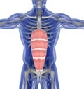 Medical muscle illustration of the rectus abdominis. 3d illustration