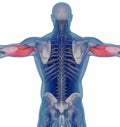 Medical muscle illustration of the triceps. 3d illustration