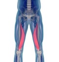 Medical muscle illustration of the vastus medialis.