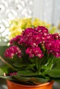 Medical plant kalanchoe, colorful blossoming flowers in small bu