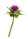 Medical plants: Milk thistle Silybum marianum flower isolated on white background. Silybum marianum or cardus marianus, milk