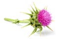 Medical plants. Milk thistle Silybum marianum isolated.