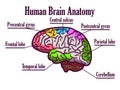 Medical poster with a human brain.