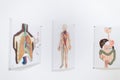 Medical posters with human organs and circulatory system.