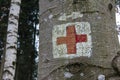 Medical Red Cross Emergency Symbol Painted on Tree Trunk Forest