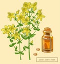 Saint Johns wort blooming full plant