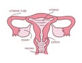 Medical scheme of a female reproductive system.