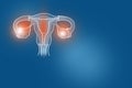 Handrawn illustration of human Uterus on dark blue background.