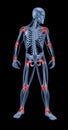 Medical skeleton highlighting joints