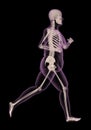 Medical skeleton of an overweight woman running