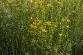 Medical St. John`s Wort Hypericum perforatum, useful plant blooms with yellow small flowers, background Royalty Free Stock Photo