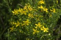 Medical St. John`s Wort Hypericum perforatum, useful plant blooms with yellow small flowers, background
