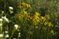 Medical St. John`s Wort Hypericum perforatum, useful plant blooms with yellow small flowers, background
