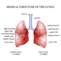 Medical structure of the lungs Royalty Free Stock Photo