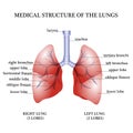 Medical structure of the lungs