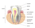 Medical structure of the tooth, illustration