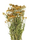 Medical summer dryed forest wild Tansy herb . Isolated