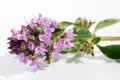 Medical summer forest wild Thyme flower herb Oregano macro