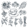 Medical tea herbs set, isolated on white background. Vector hand drawn sketch illustration Royalty Free Stock Photo