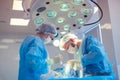 Medical Team Performing Surgical Operation in Modern Operating Room. Rhinoplasty Royalty Free Stock Photo