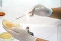 Medical technicians working on bacteria culture of pathogens in Royalty Free Stock Photo