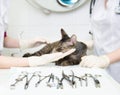 Medical tools on a background of a cat, which provide health care