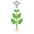 Medical valerian plant with roots on a white background.