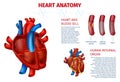 Human Heart Anatomy Blood Cell Realistic Banner Royalty Free Stock Photo