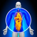 Medical X-Ray Scan - All Organs Royalty Free Stock Photo