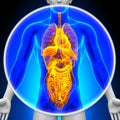 Medical X-Ray Scan - All Organs Royalty Free Stock Photo